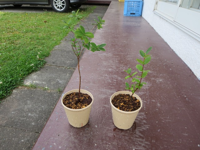 ファイル 1-1.jpg