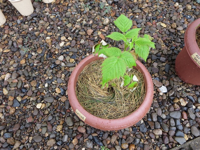 ファイル 10-1.jpg