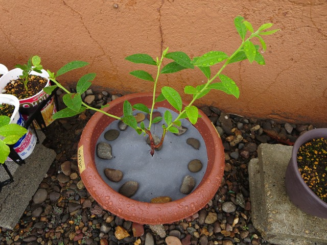 ファイル 10-2.jpg