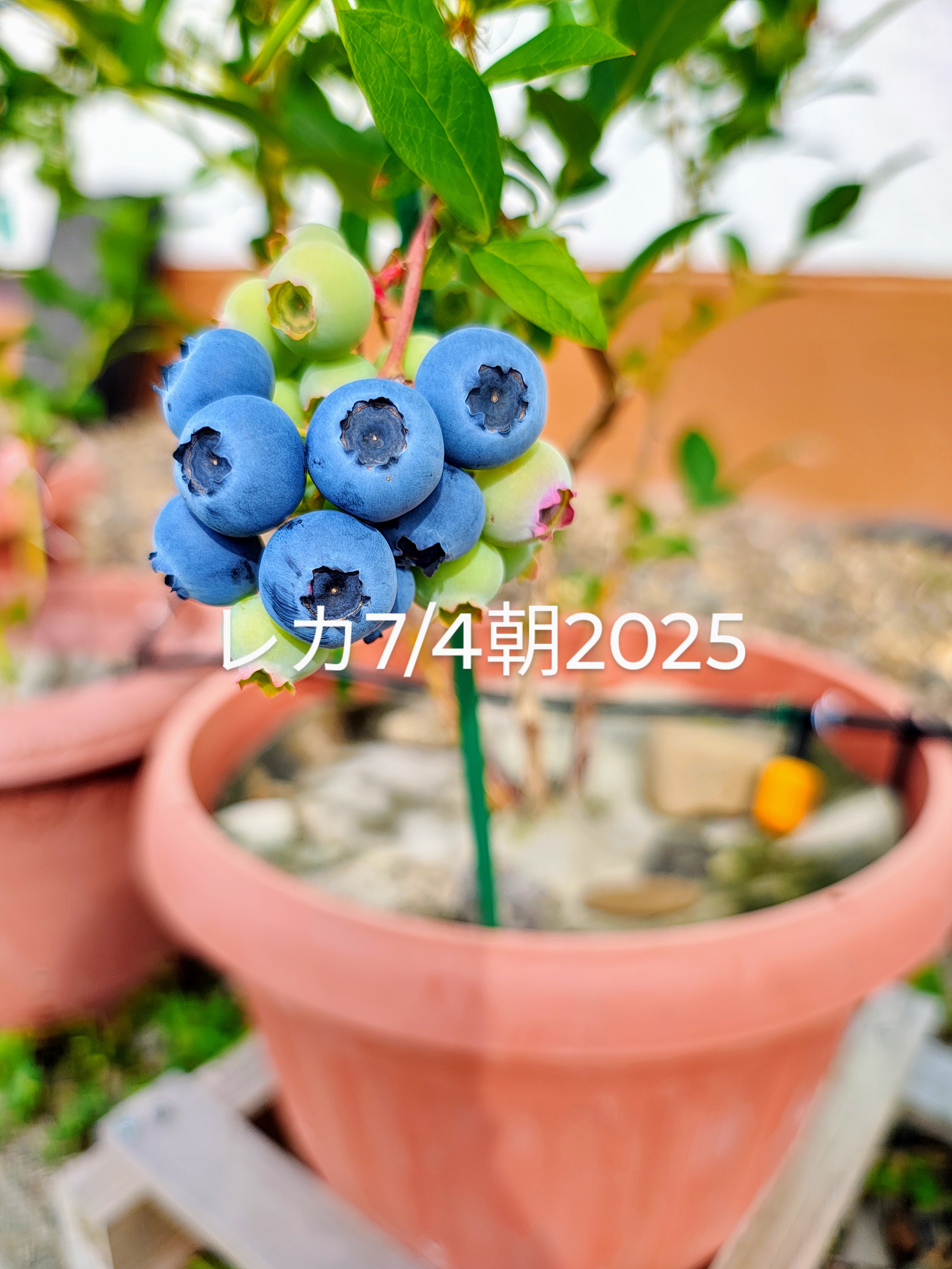 ファイル 107-1.jpg