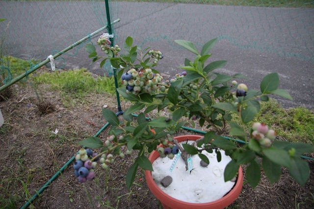 ファイル 108-1.jpg