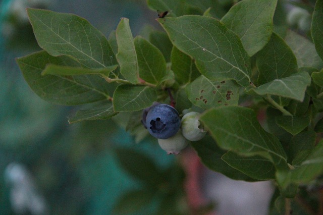 ファイル 108-2.jpg