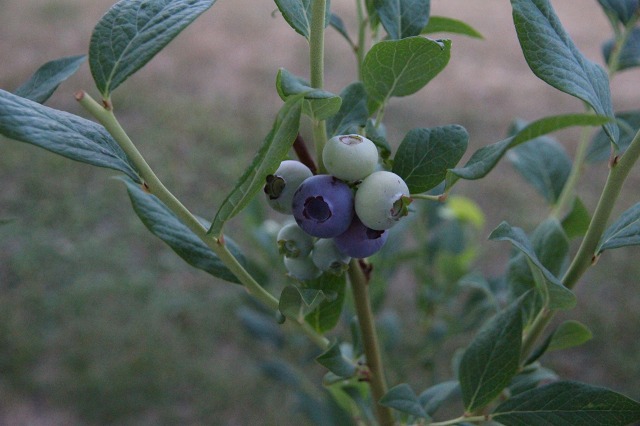 ファイル 108-4.jpg