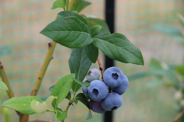 ファイル 109-2.jpg