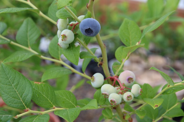 ファイル 109-3.jpg