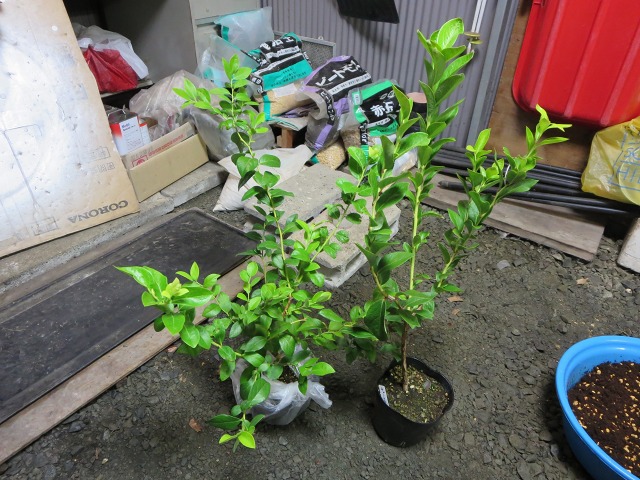 ファイル 11-2.jpg