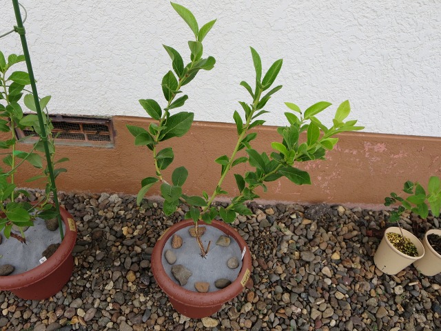 ファイル 11-3.jpg