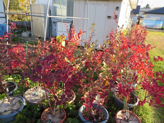 ファイル 117-1.jpg