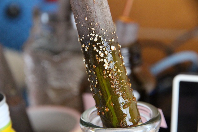 ファイル 119-2.jpg