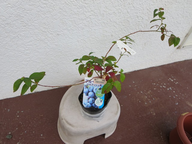 ファイル 12-1.jpg