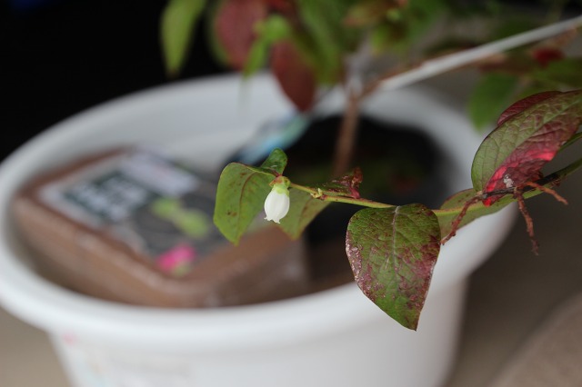 ファイル 12-2.jpg