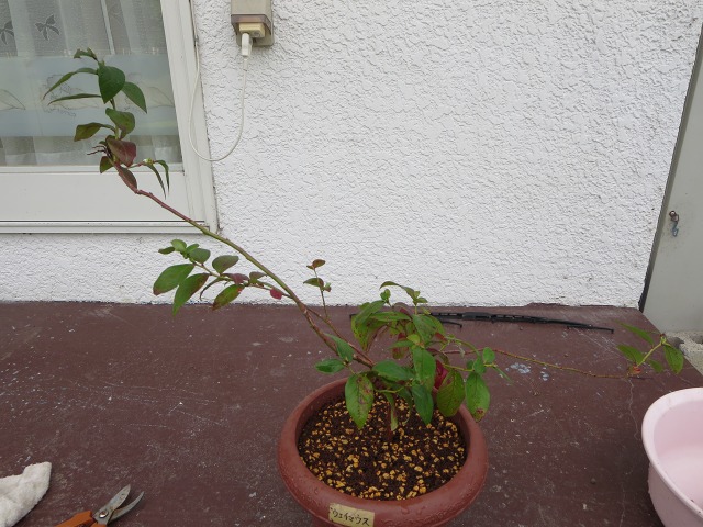 ファイル 12-3.jpg