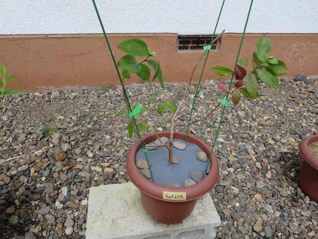 ファイル 12-6.jpg