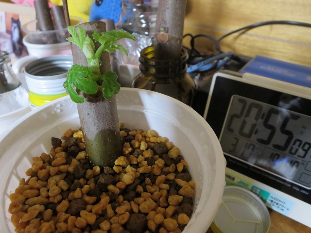 ファイル 120-2.jpg