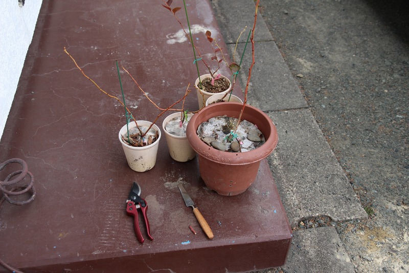 ファイル 123-1.jpg