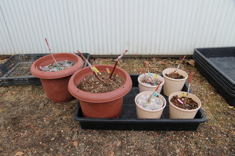 ファイル 123-2.jpg