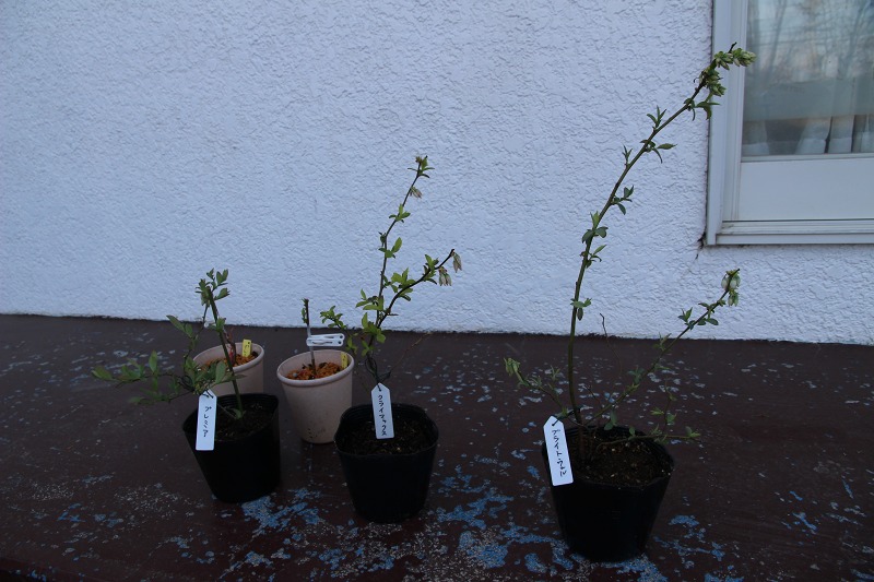 ファイル 123-3.jpg