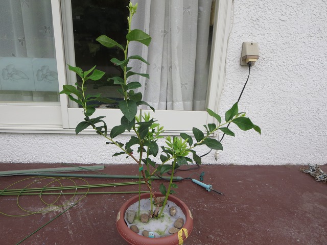 ファイル 14-1.jpg