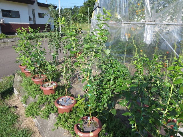 ファイル 16-2.jpg