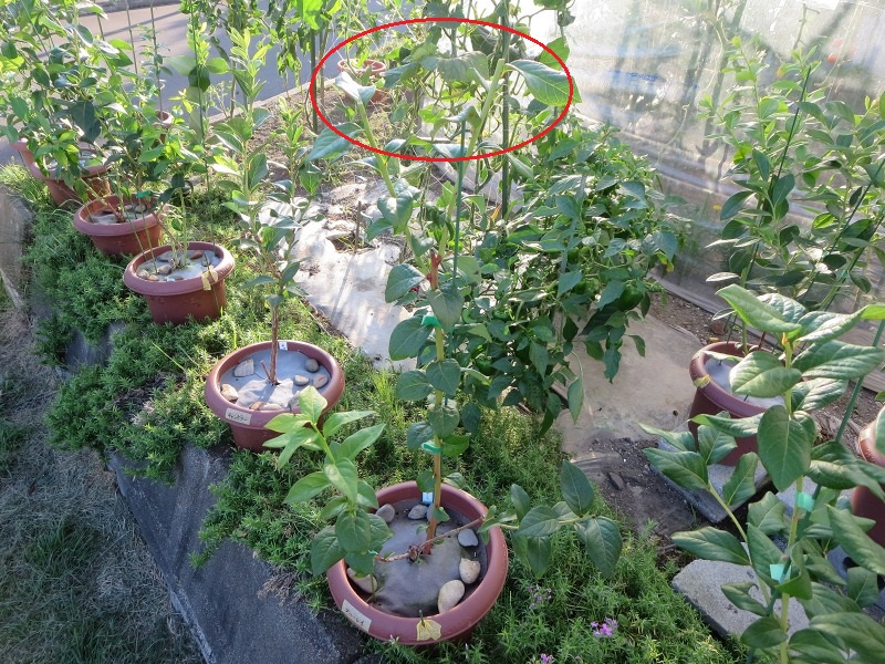 ファイル 16-3.jpg