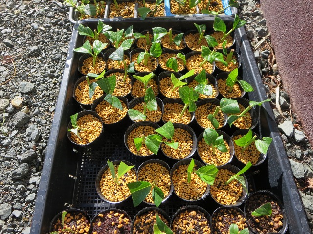 ファイル 18-1.jpg