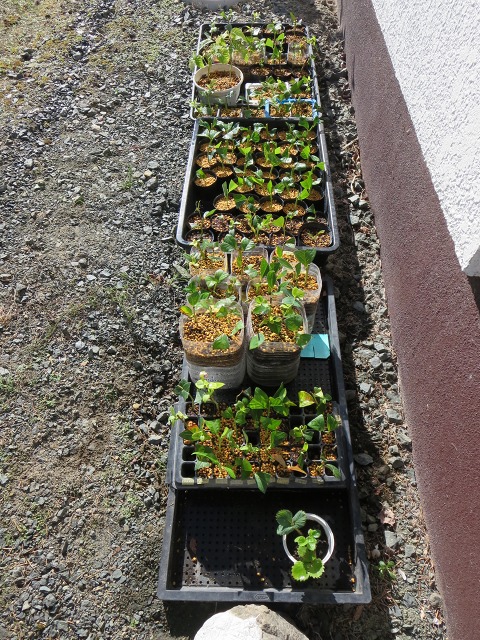 ファイル 18-2.jpg