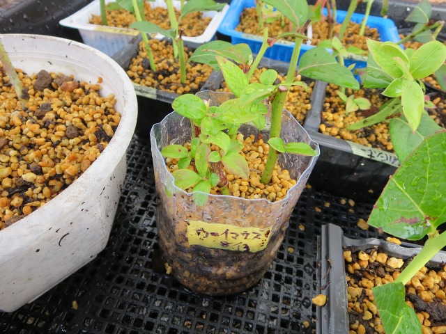 ファイル 21-4.jpg