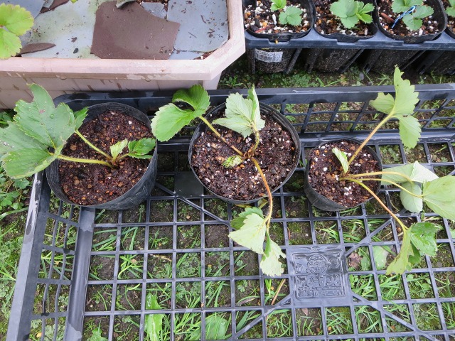 ファイル 22-3.jpg