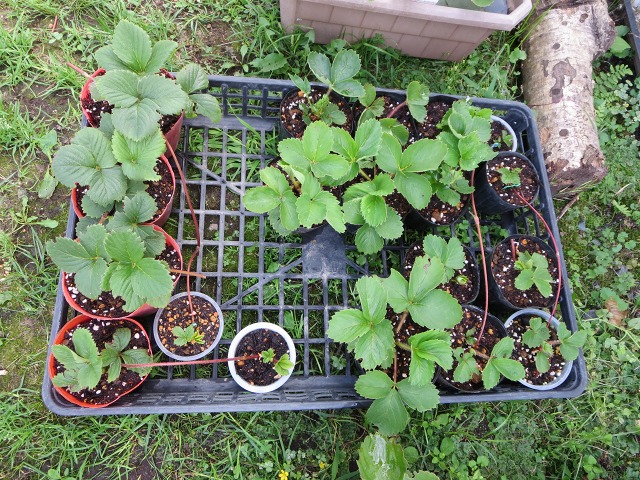 ファイル 22-4.jpg