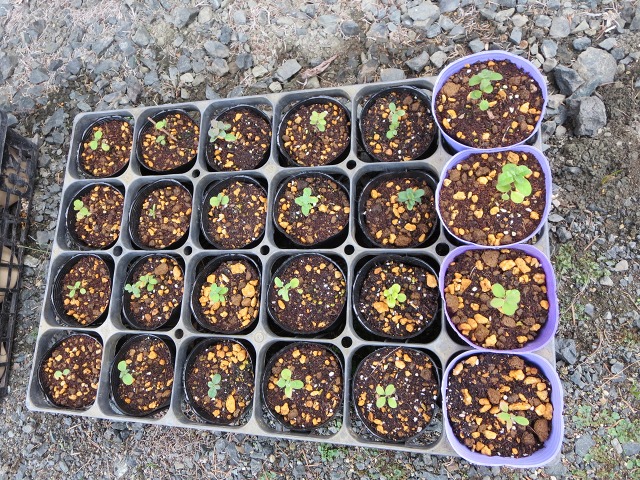 ファイル 22-6.jpg