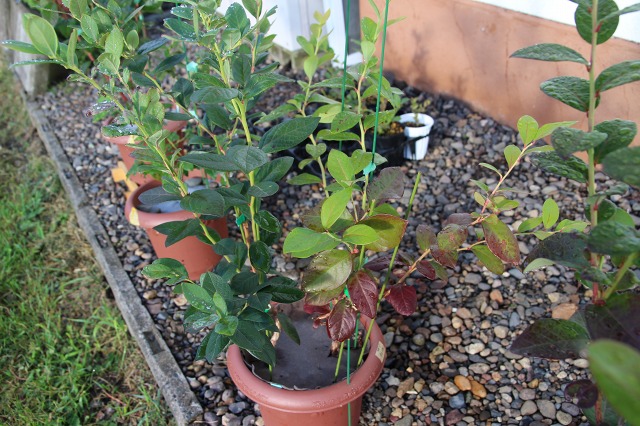 ファイル 24-1.jpg