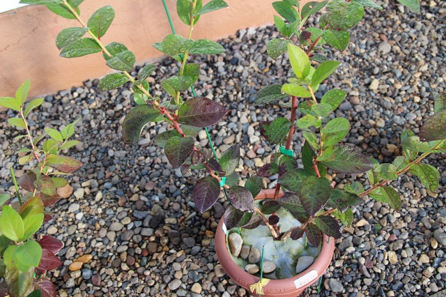 ファイル 24-2.jpg