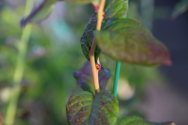 ファイル 24-3.jpg