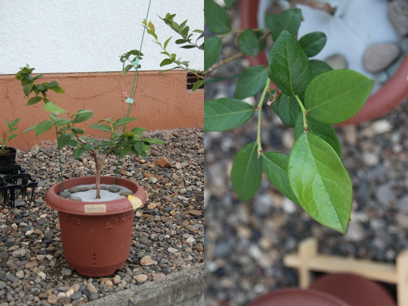 ファイル 25-2.jpg