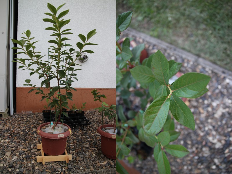 ファイル 25-4.jpg