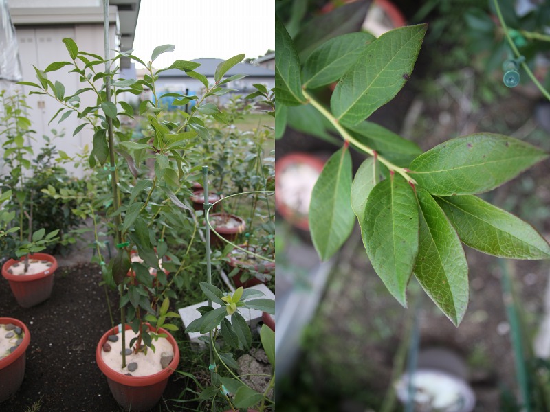 ファイル 25-5.jpg