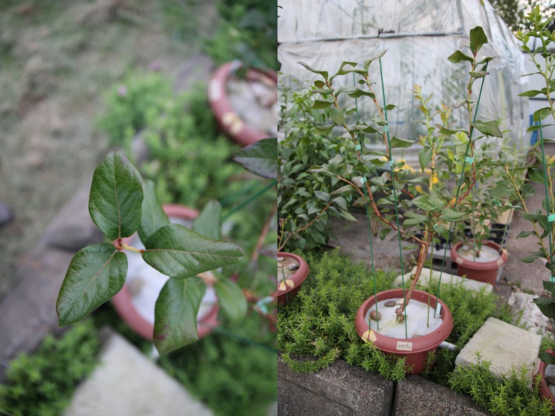 ファイル 25-6.jpg