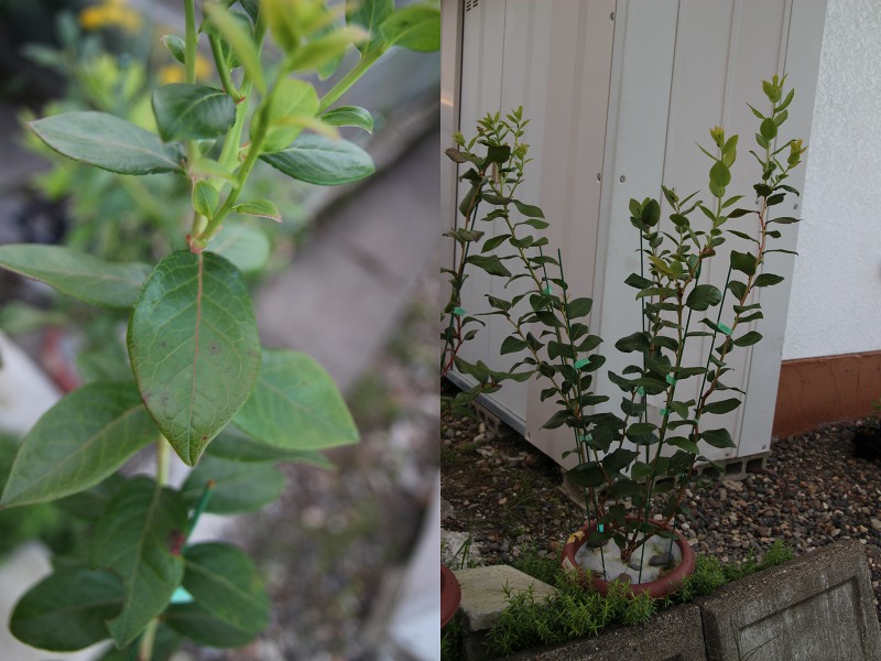 ファイル 25-8.jpg