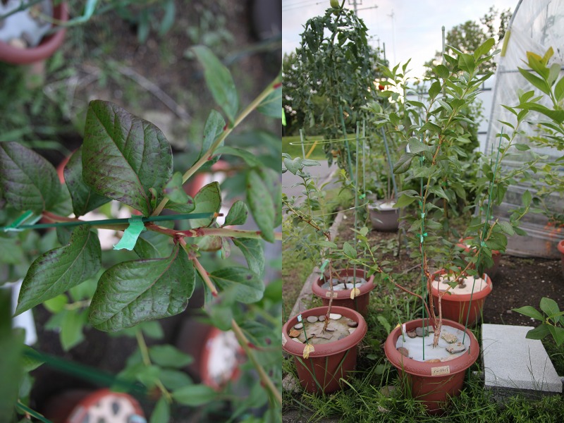 ファイル 26-1.jpg