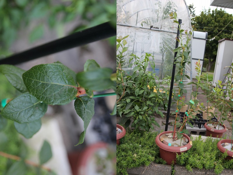 ファイル 26-2.jpg