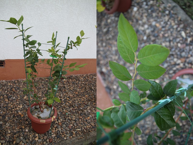 ファイル 26-4.jpg