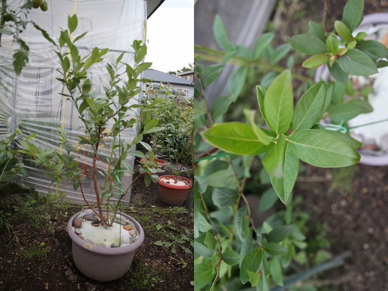 ファイル 26-5.jpg