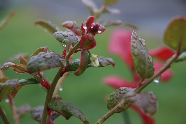 ファイル 27-1.jpg