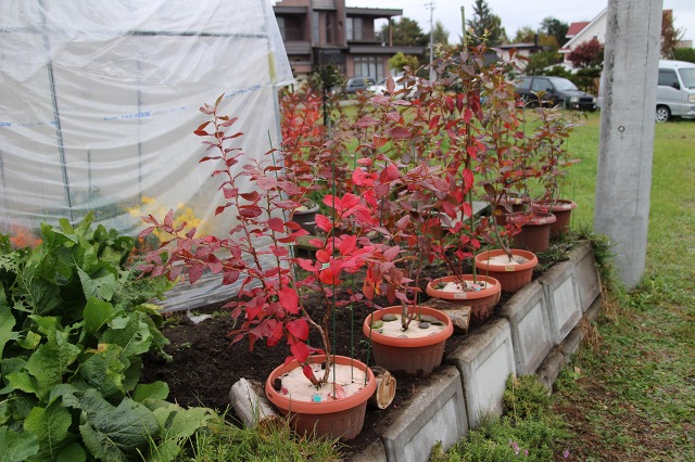 ファイル 27-2.jpg