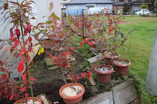 ファイル 27-3.jpg