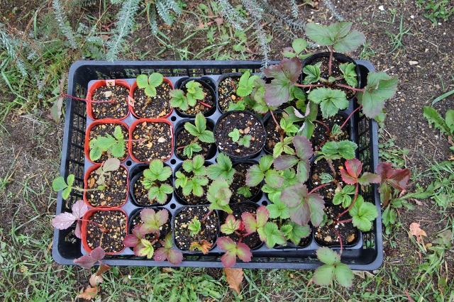 ファイル 27-8.jpg