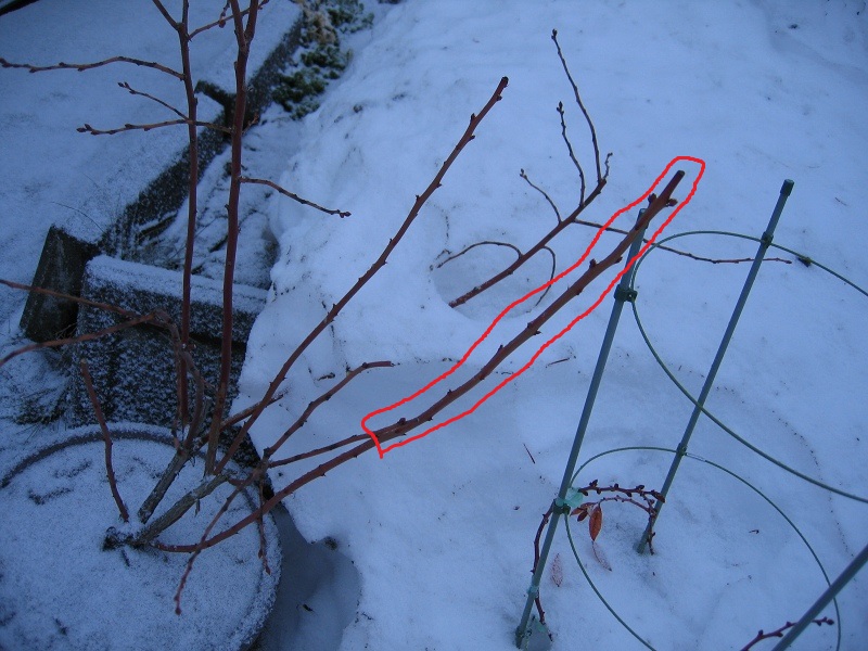 ファイル 28-2.jpg