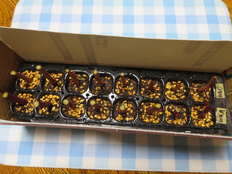 ファイル 28-4.jpg