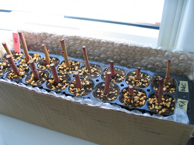 ファイル 29-1.jpg