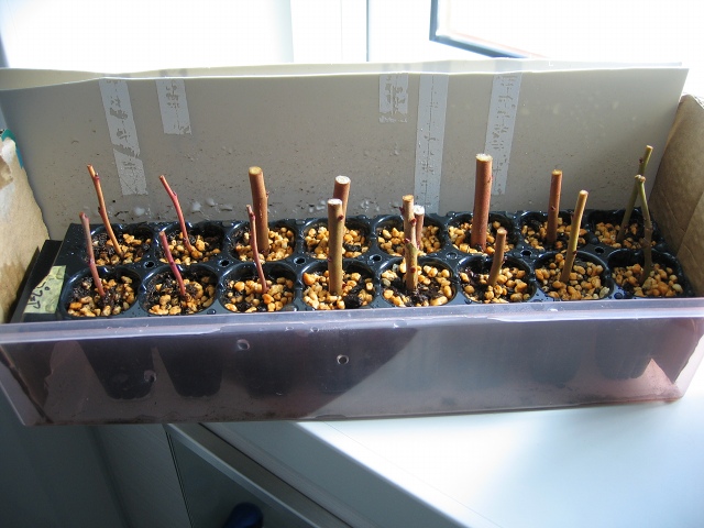 ファイル 29-2.jpg